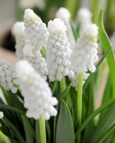 Muscari armeniacum Siberian Tiger 8/9, 100 kusov  